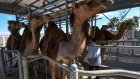 Le lait de chamelle, potentiel 