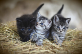 Royaume-Uni : deux mineurs condamnés pour avoir torturé des chatons