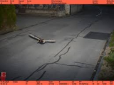 Suisse : un canard flashé en excès de vitesse par un radar