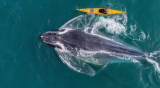 Détroit de Magellan: Une baleine recrache un kayakiste...