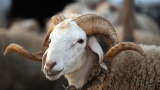 Moutons de sacrifice : Les prix bientôt fixés