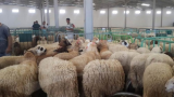 Moutons de sacrifice: Appel au respect de la vente réglementée
