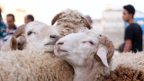 Sousse : 34 000 moutons de sacrifice disponibles