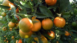 Agrumes: Les exportations en hausse de 46%