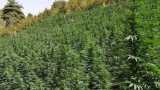 Bizerte : Un cultivateur de...marijuana, à Ras Anjla