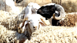 Les Tunisiens boudent les moutons face à la flambée des prix