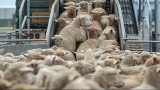 Vente de viande de mouton roumain à prix réduit ...