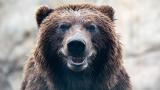 Japon : Un ours errant provoque la fermeture d’un aéroport