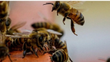 Grombalia: Il gâche le mariage de sa bien-aimée avec des abeilles