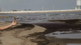 Pollution marine : les eaux usées et les déchets industriels en cause