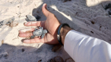 El Kantaoui: Plus de 130 bébés tortues marines sauvées