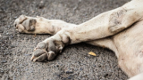 Zaouiet Sousse: Le chien agressé succombe à ses blessures