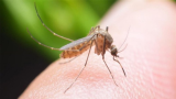 Aucun cas du virus Chikungunya recensé en Tunisie