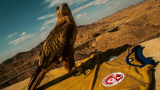CAN 2025: Les Aigles de Carthage revêtent l'or...